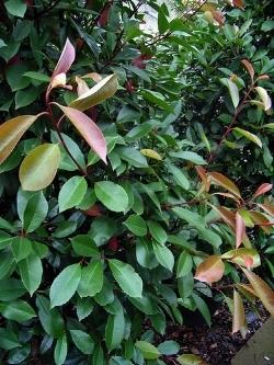 immagini photinia