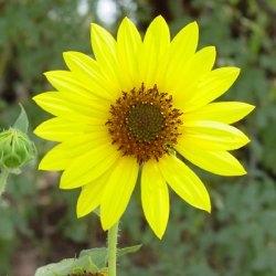 foto girasole