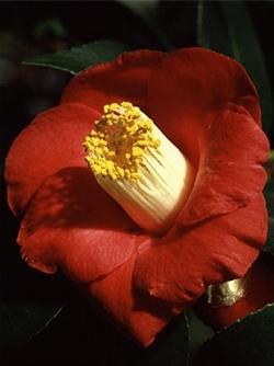 foto camelia japonica