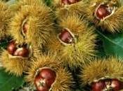 tempo crescita castagno