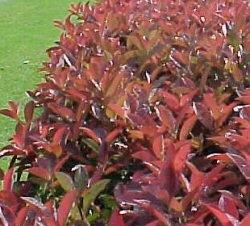 photinia