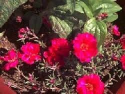 foto portulaca