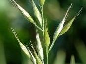 Forassaco pericoloso cani