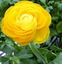 foto ranuncolo ornamentale