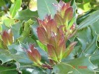 foto agrifoglio foglie rosse