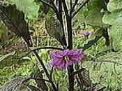 Melanzane