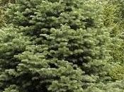 Radici delle conifere