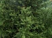 Radici albicocco abete