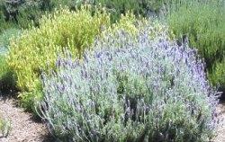 foto lavanda