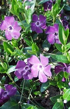 Pervinca