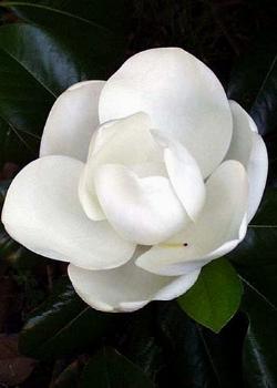 magnolia grandi