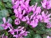 Piantare bulbi ciclamini