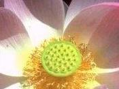 Fiore loto