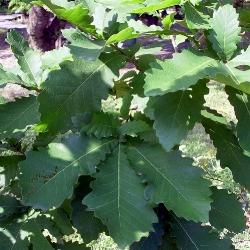 quercus dentata habit