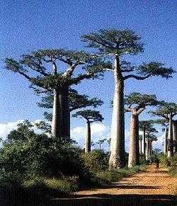 foto baobab