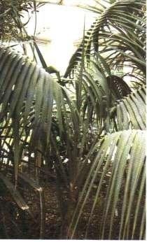 foto howea forsteriana