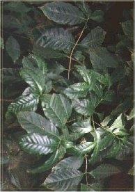 Come far gemogliare i semi di caffe'