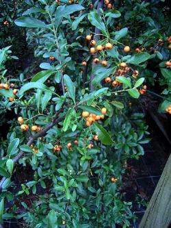 pyracantha coccineum orange charmer