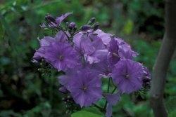 foto solanum wendlandii