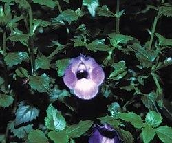 torenia