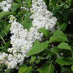 syringa vulgaris lemoine