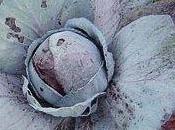 cavolo verza malattie