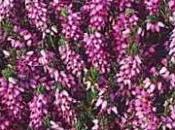 Erica-Calluna vulgaris