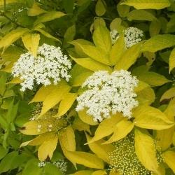 sambucus nigra aurea1