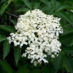 sambucus nigra