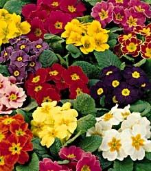 primula