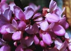 cercis siliquastrum