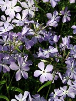 phlox div lam