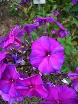 phlox paniculata duesterlohe