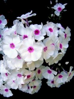 phlox omega