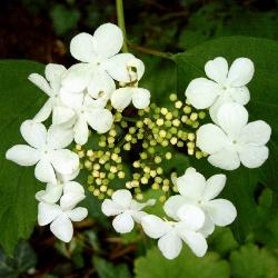 viburnum opulus