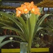 clivia