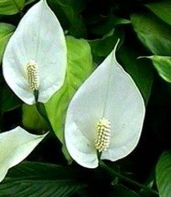 spathiphyllum