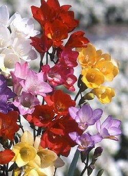 freesia