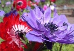 anemone