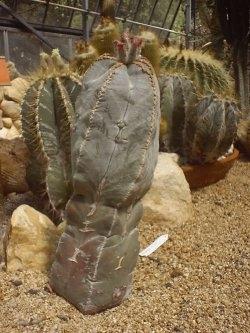 Concimazione piante grasse