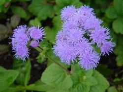 ageratum houstonianum