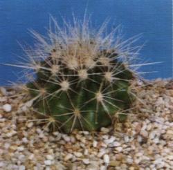 Echinocactus