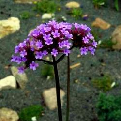 verbena bonariensis