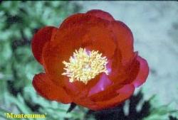 peonia