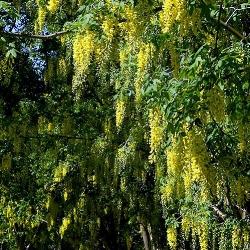 laburnum anagroides