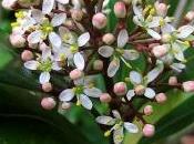 Skimmia
