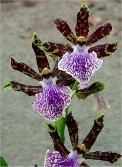 orchidea zygopetalum