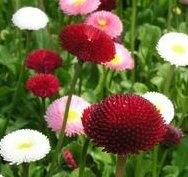 bellis perennis