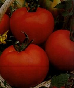 Pomodori biologici