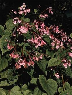 begonia grandis